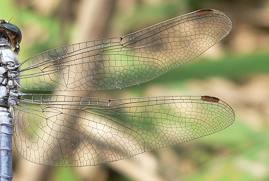 Orthetrum coerulescens e O. brunneum